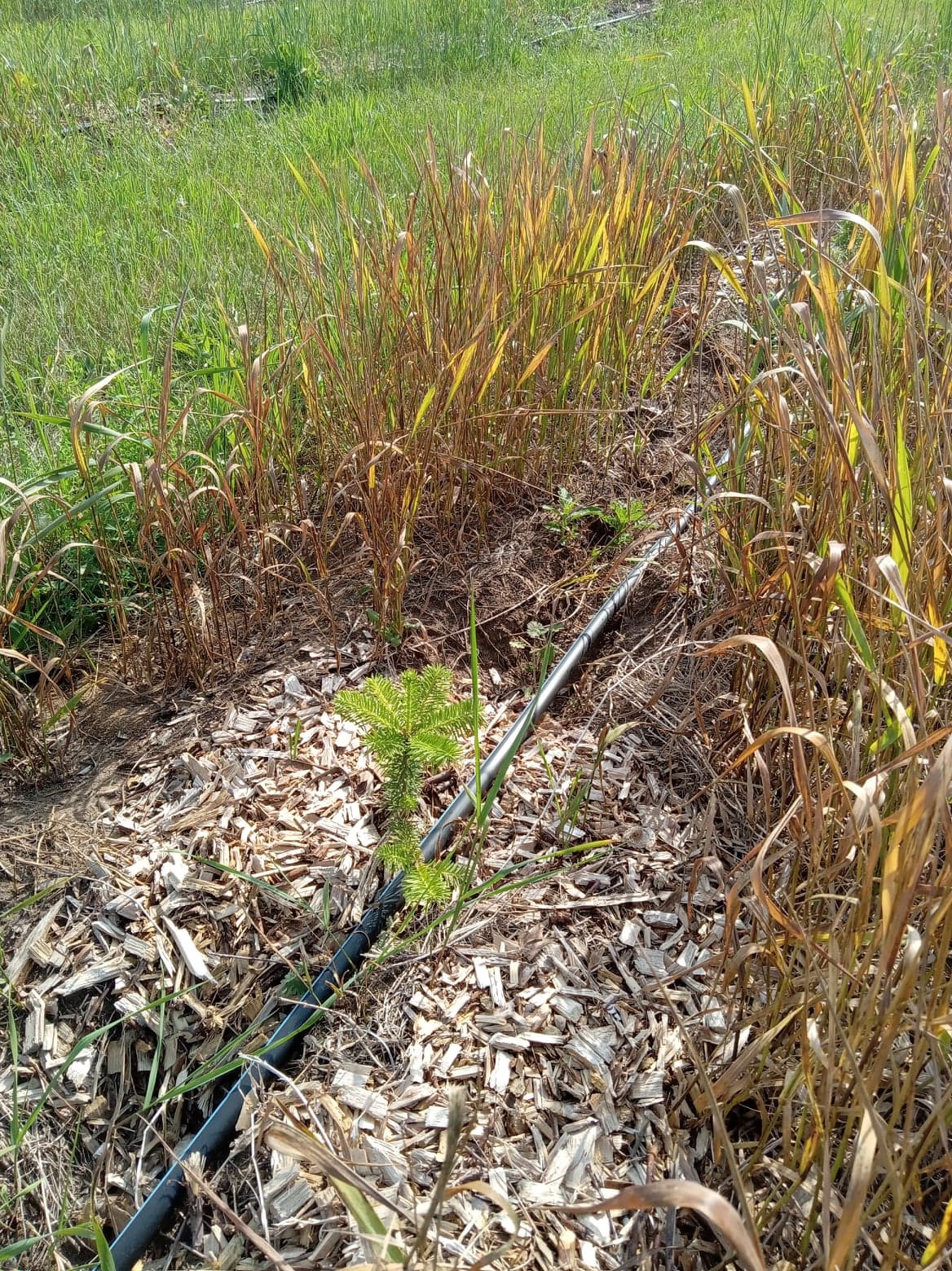 Photo 3. Effects of post-emergent grass herbicide application (002).jpg
